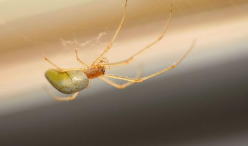 Tetragnatha sp.